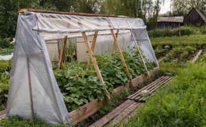 Парник из пластиковых бутылок своими руками